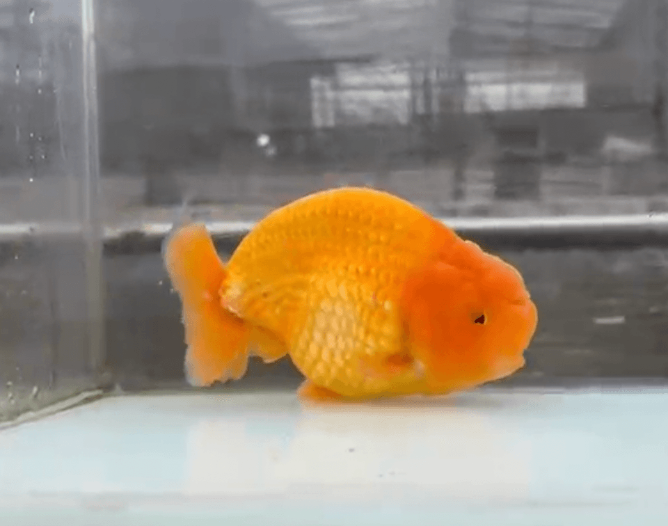 RANCHU RED SUNKIST