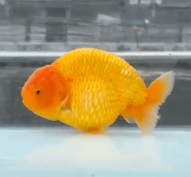RANCHU RED SUNKIST