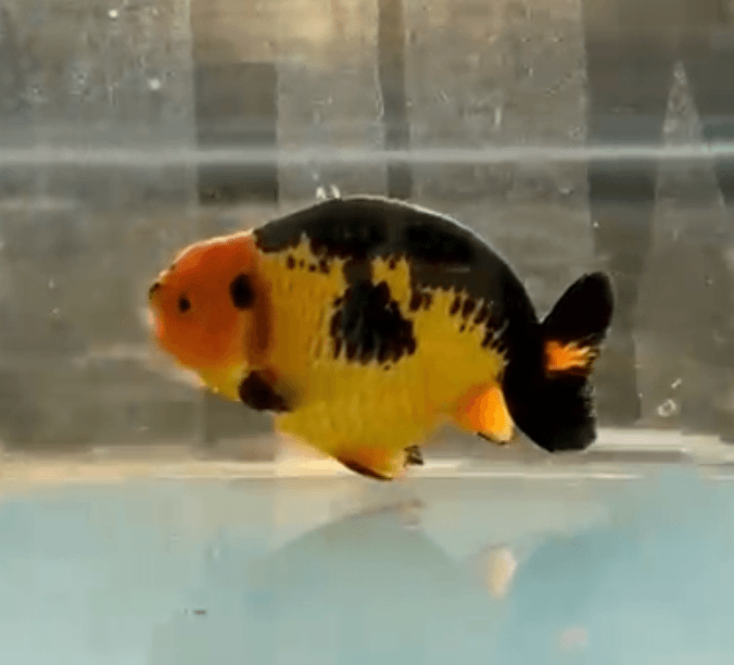 RANCHU SYUPER BLACKGOLD