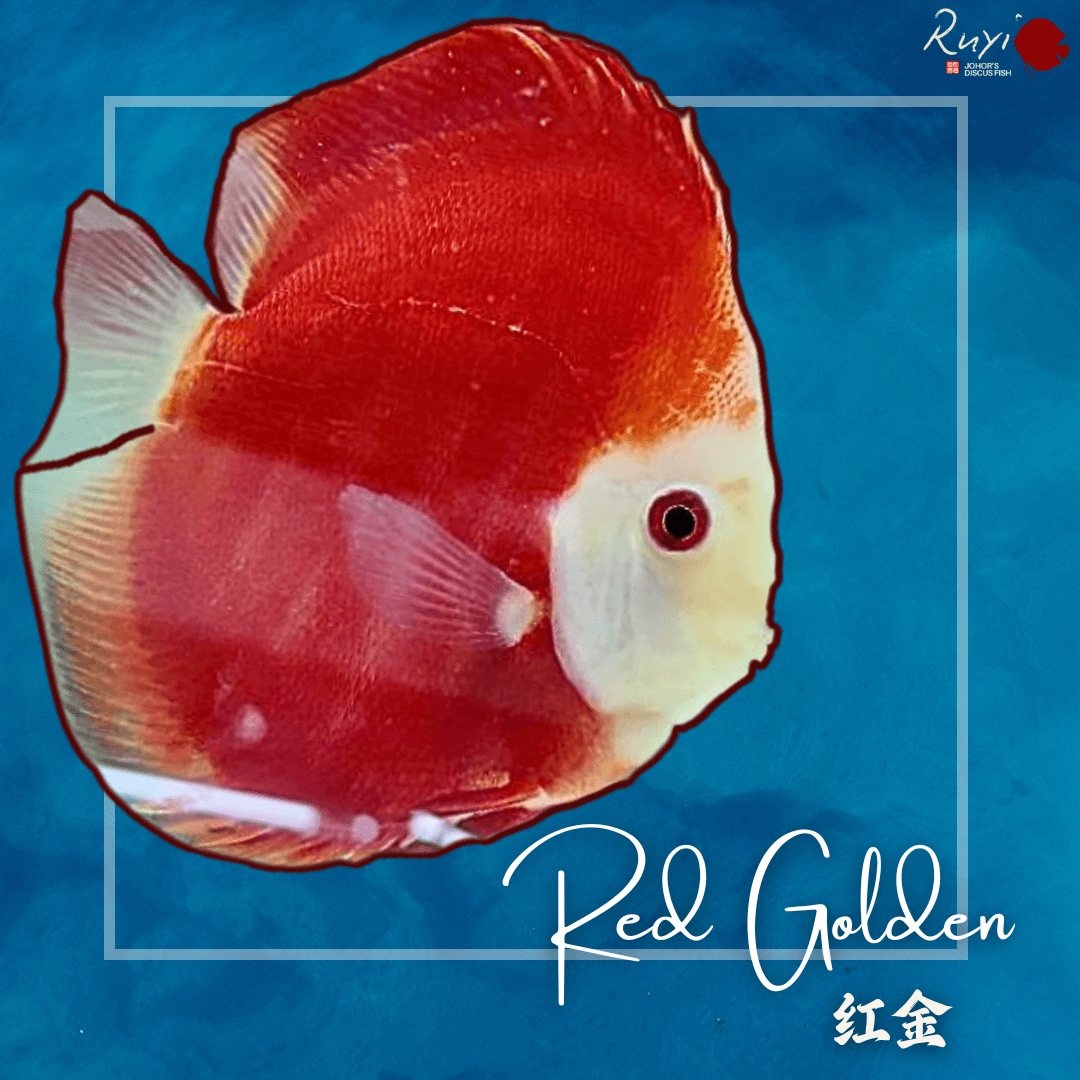 RGD 红金 Red Golden Discus