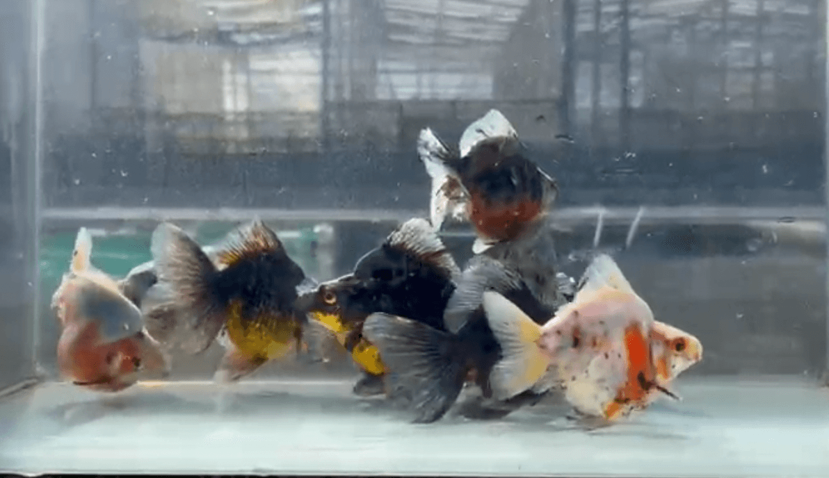 RYUKIN CALICO 10 PCS