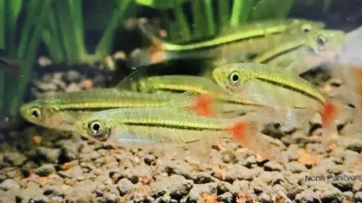 Rasbora borapetensis 1-1.5cm