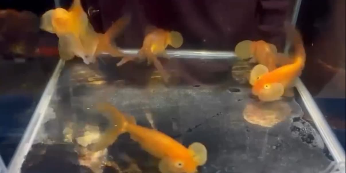 Red Bubble Eye Goldfish