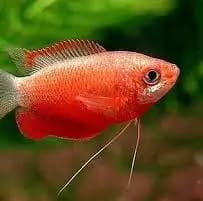 Red Honey Gourami