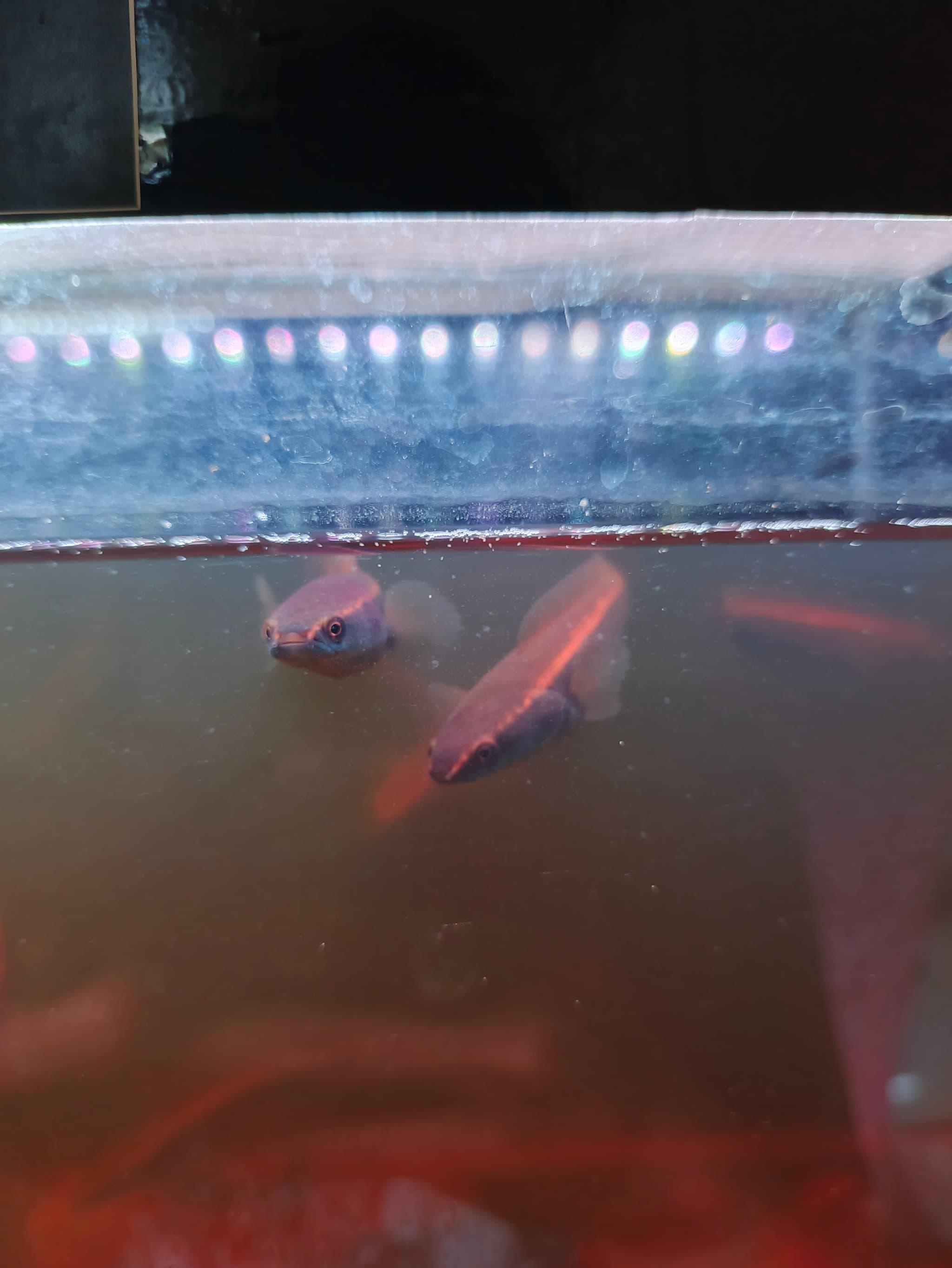 Channa Red Maruliodes baby (rungau/pankalanbun)