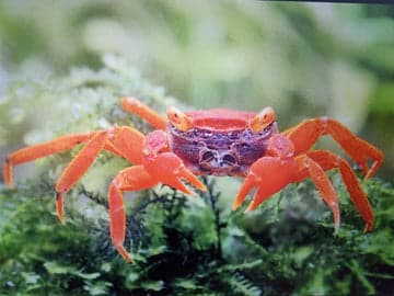 Red Tomato Vampire Crab 2cm x5pcs