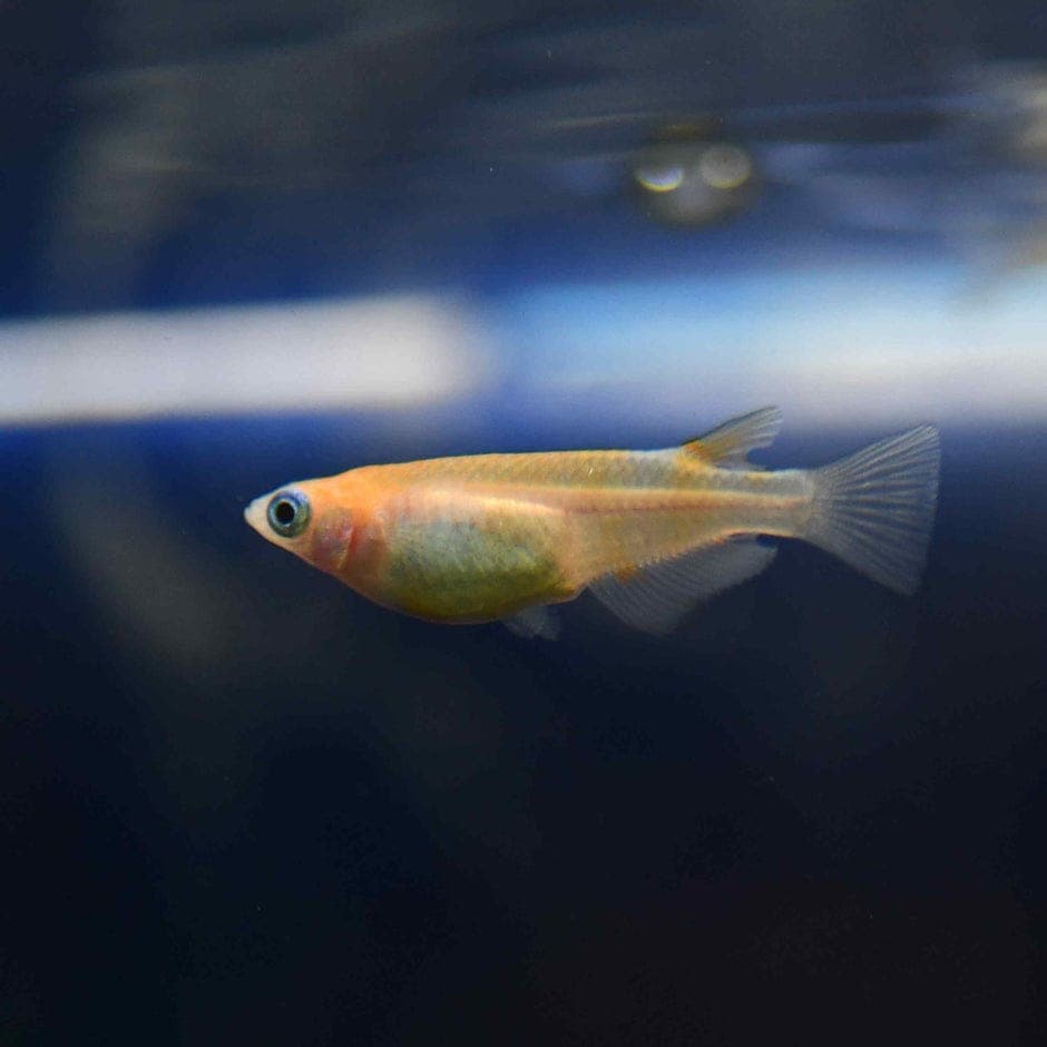 Red and white Ricefish 2cm x 5pc