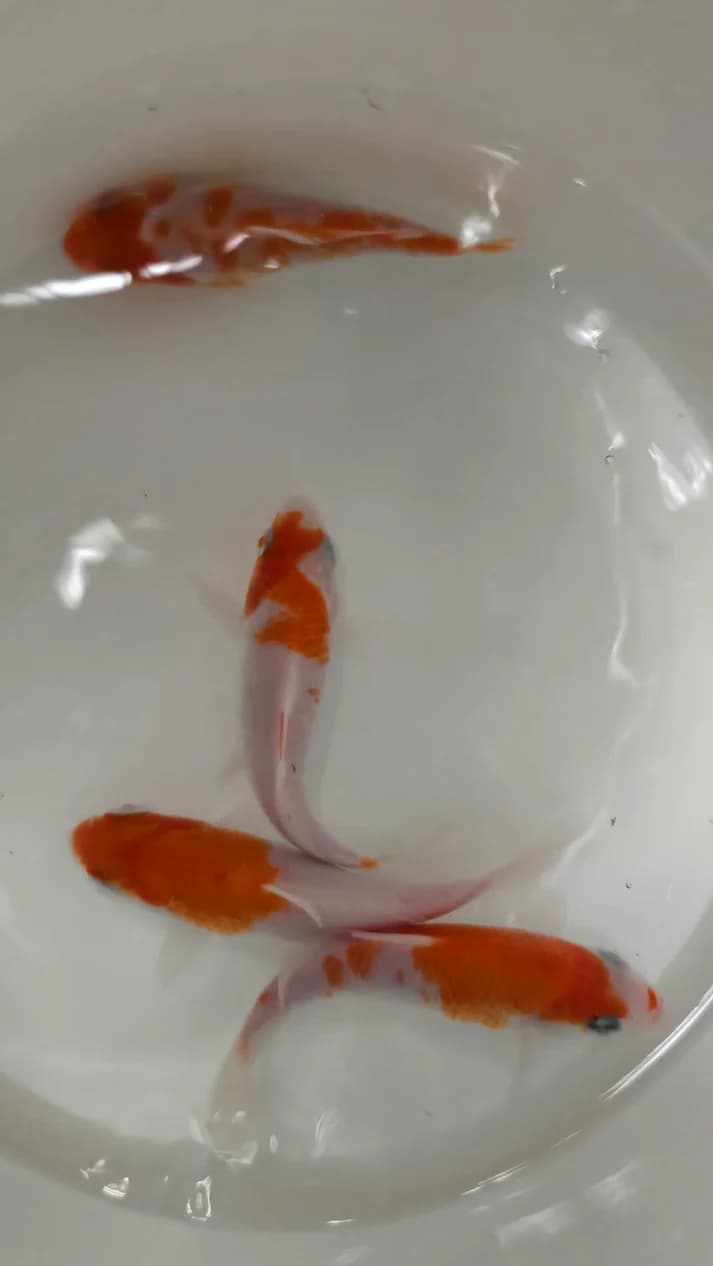 Red and white koi