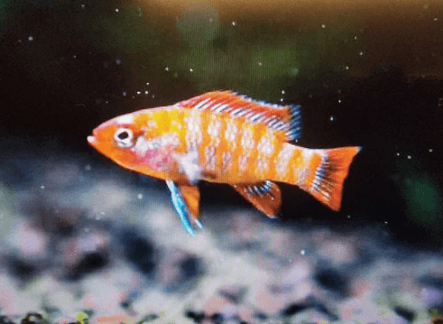 Red badis 1.5cm