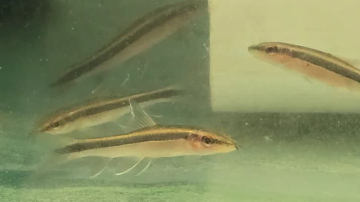 Red flying fox algae eater 4-5cm