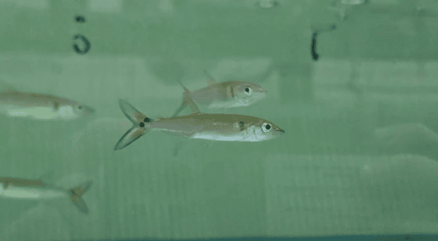 Red tail barracuda 5-6cm