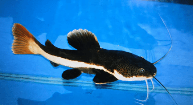 Red tail catfish 5-6cm
