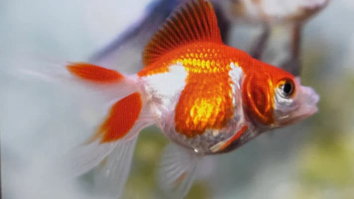 Red white fantail 5cm