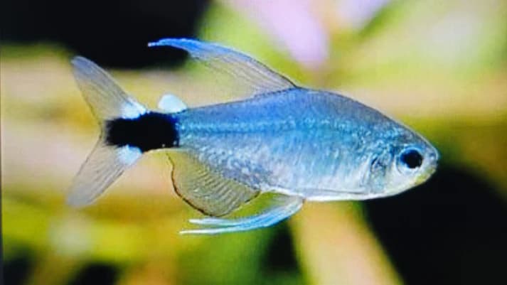 Reed tetra 3cm