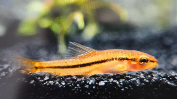 Rosy loach 2cm