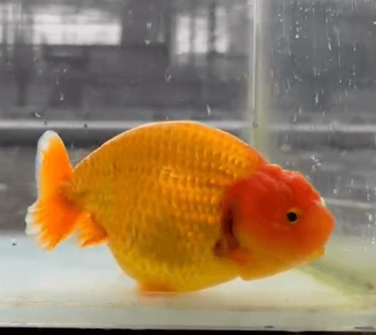 SYUPER RED RANCHU