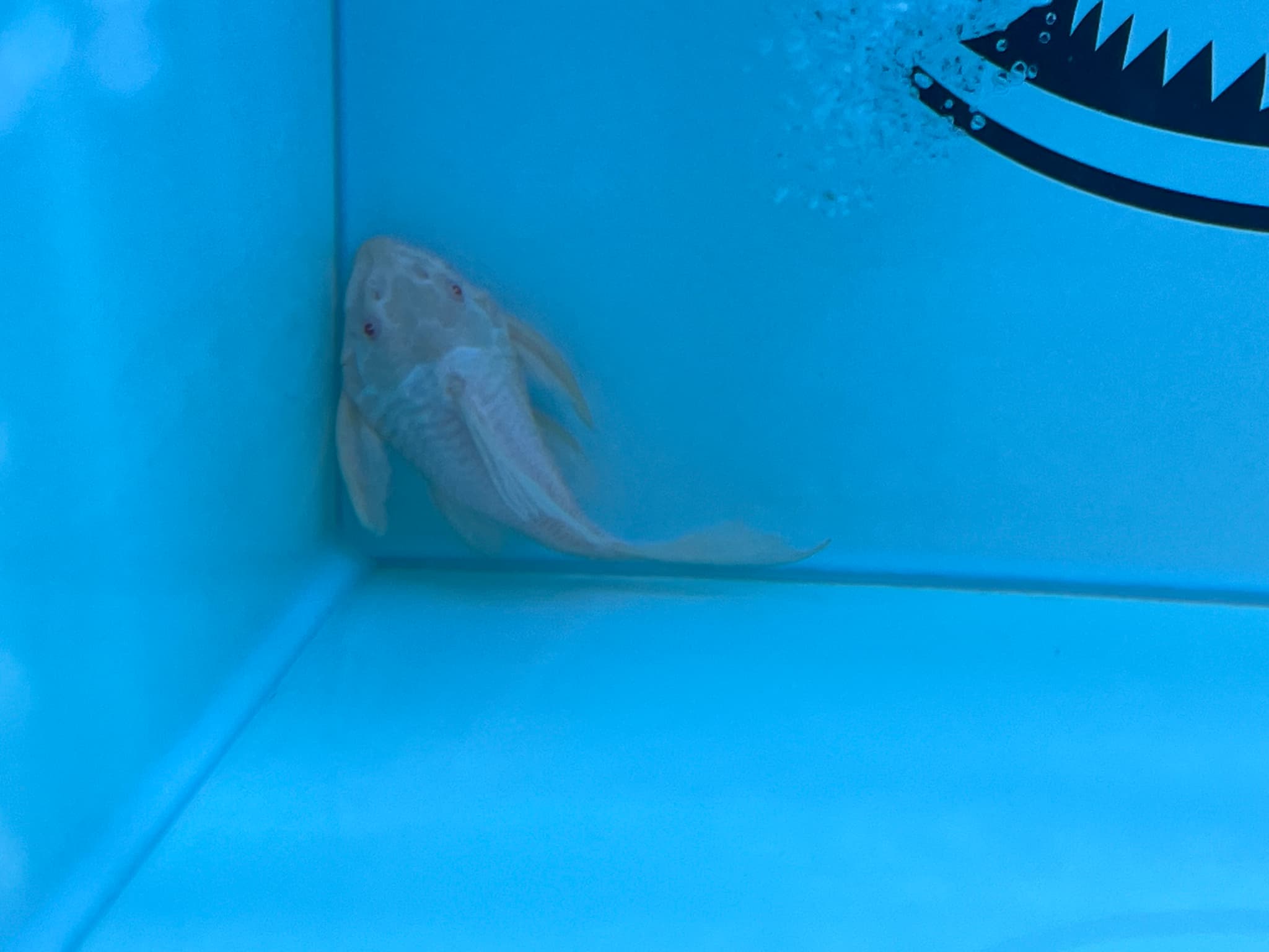 Short Body Albino Pleco