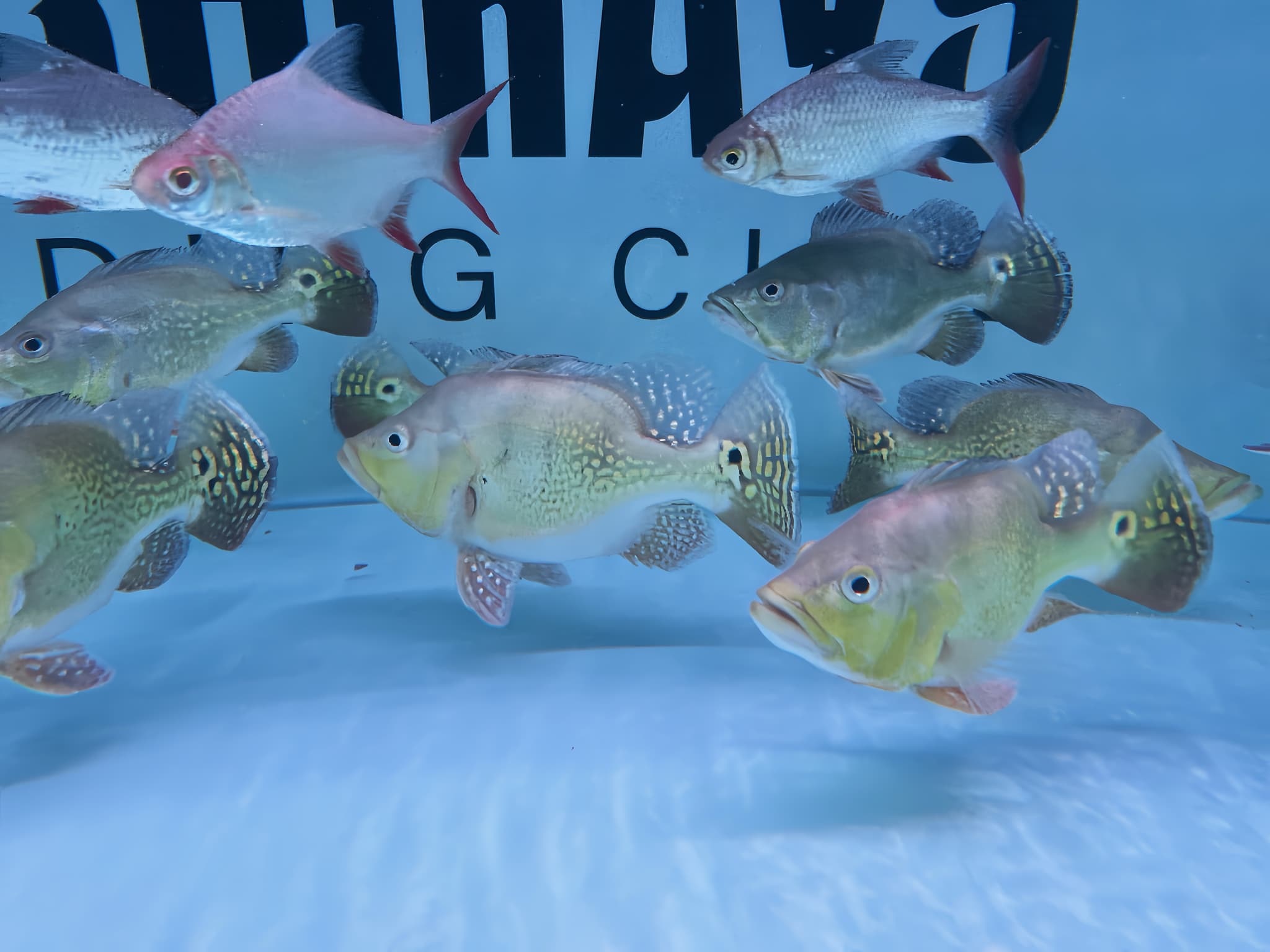 Short Body Peacock Bass