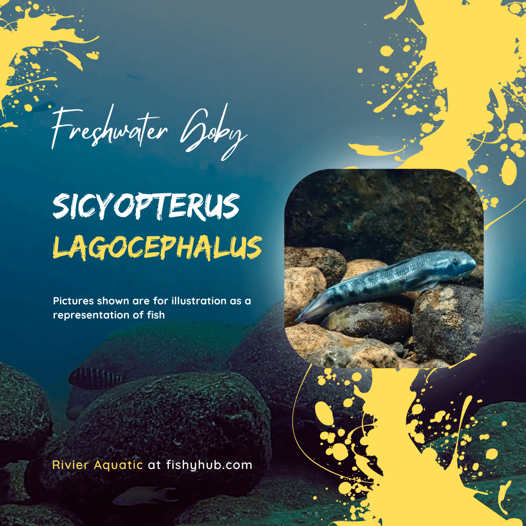 Sicyopterus Lagocephalus Goby