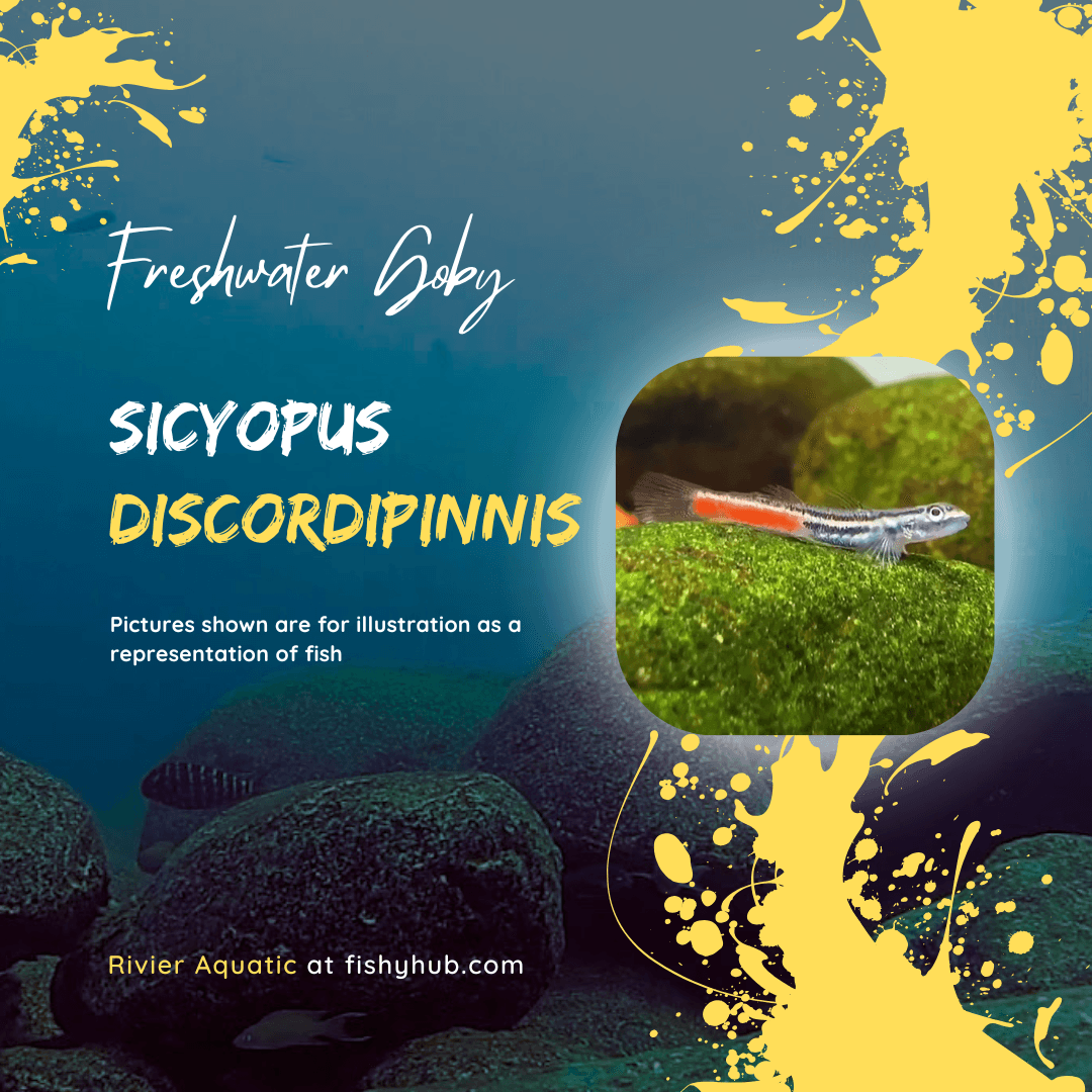 Sicyopus Discordipinnis Goby