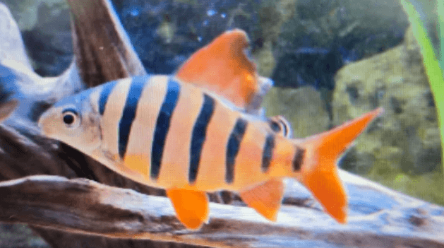 Six banded distichodus 4-5cm