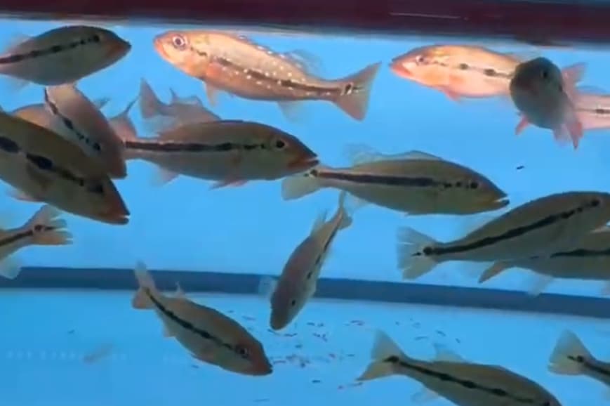 Small Fogo Peacock Bass