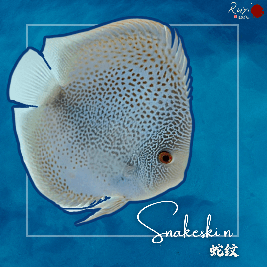 Snake Skin 蛇纹 Discus