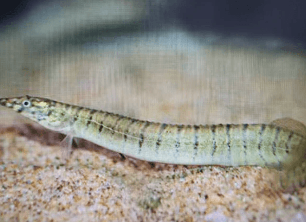 Spiny zebra eel 3-4"