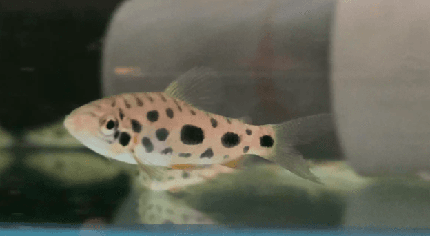 Spotted leporinus 5-6cm