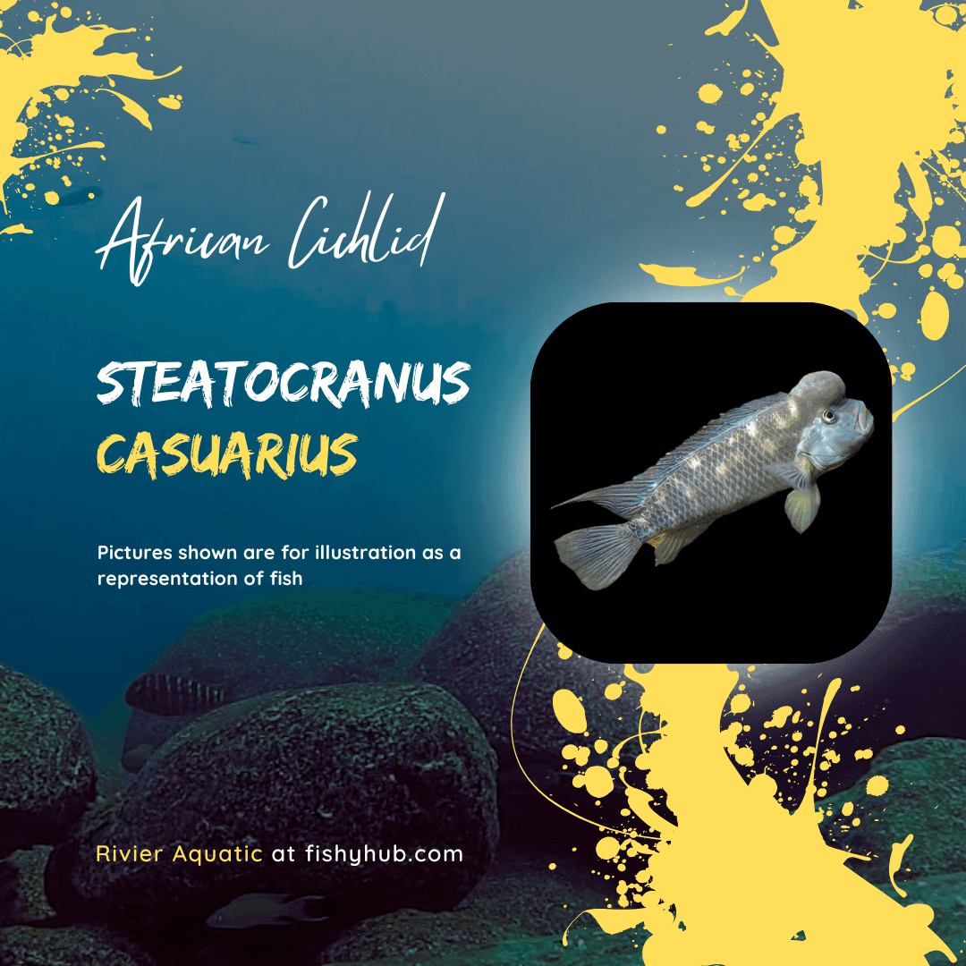 Lionhead Cichlid (Steatocranus Casuarius)