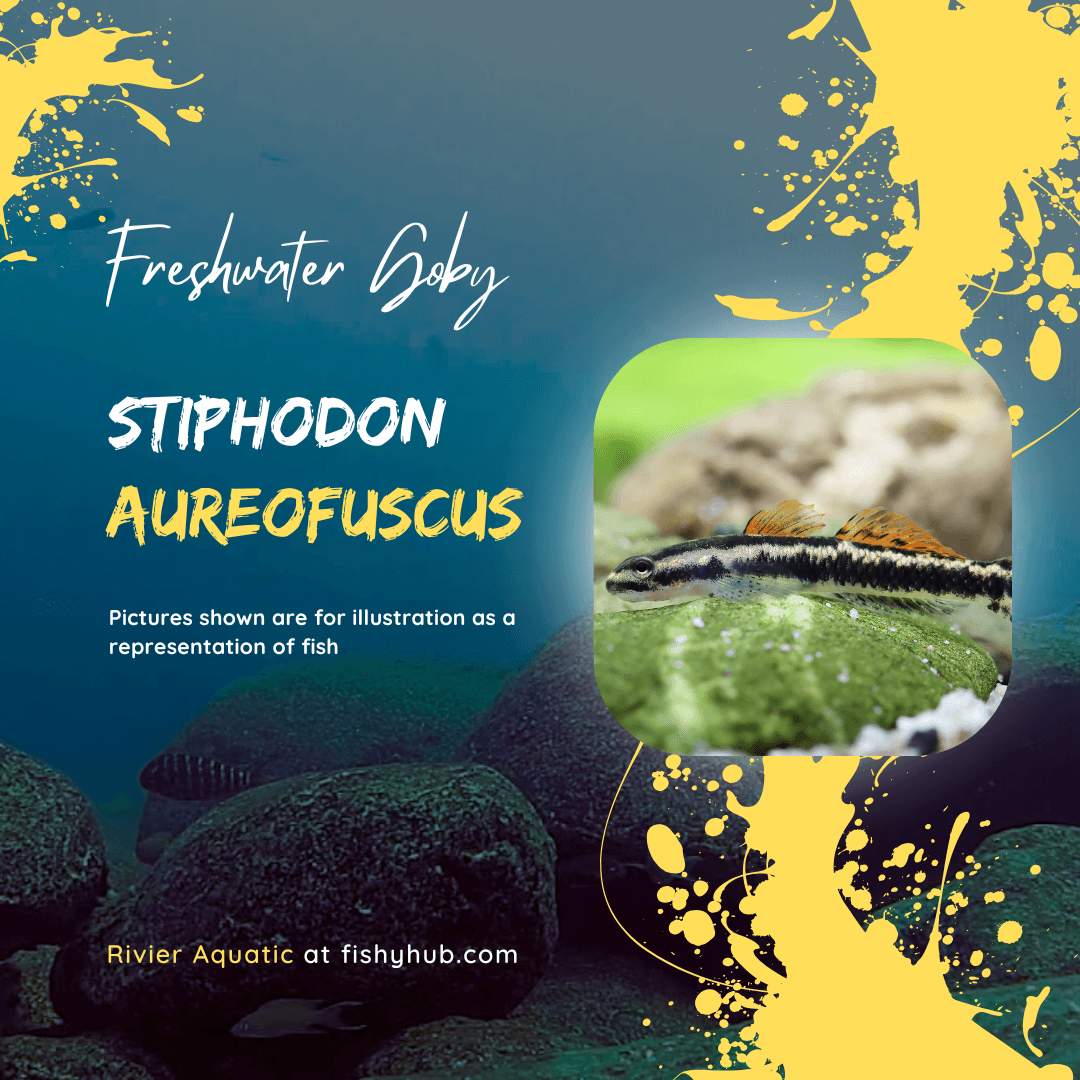 Stiphodon Aureofuscus Goby