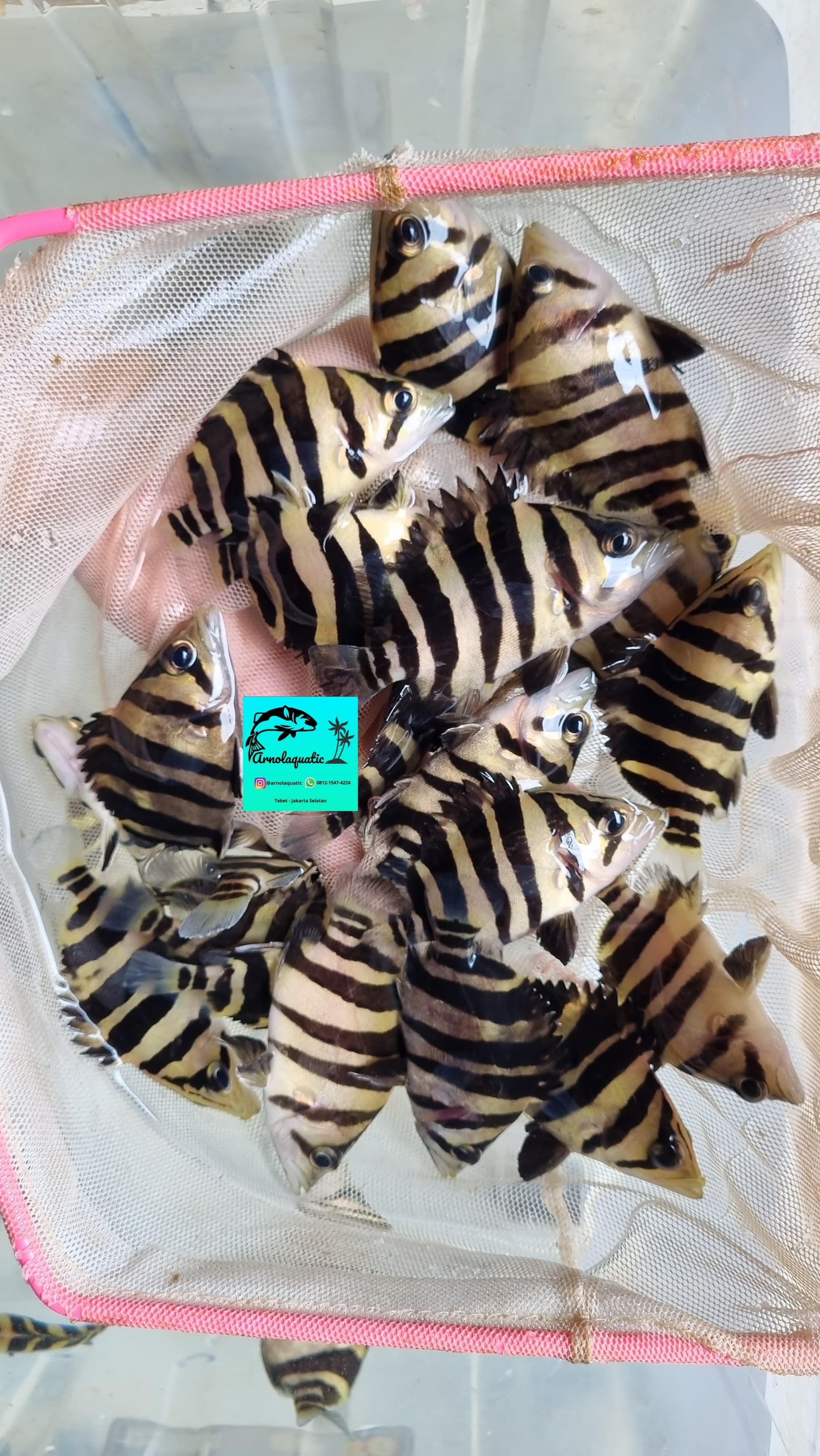 Sumatra Tiger Datz / Indo Datz