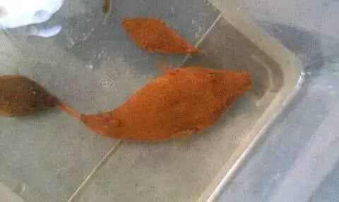 Tetraodon murius red puffer