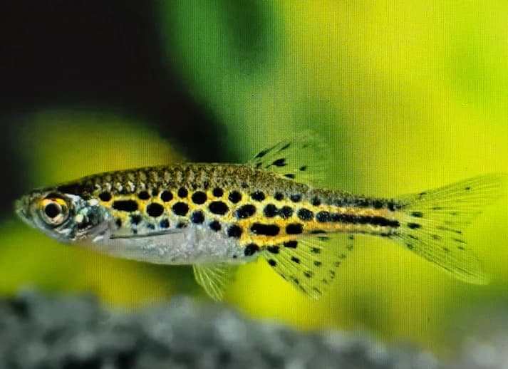 Tinwini Danio 2.5cm