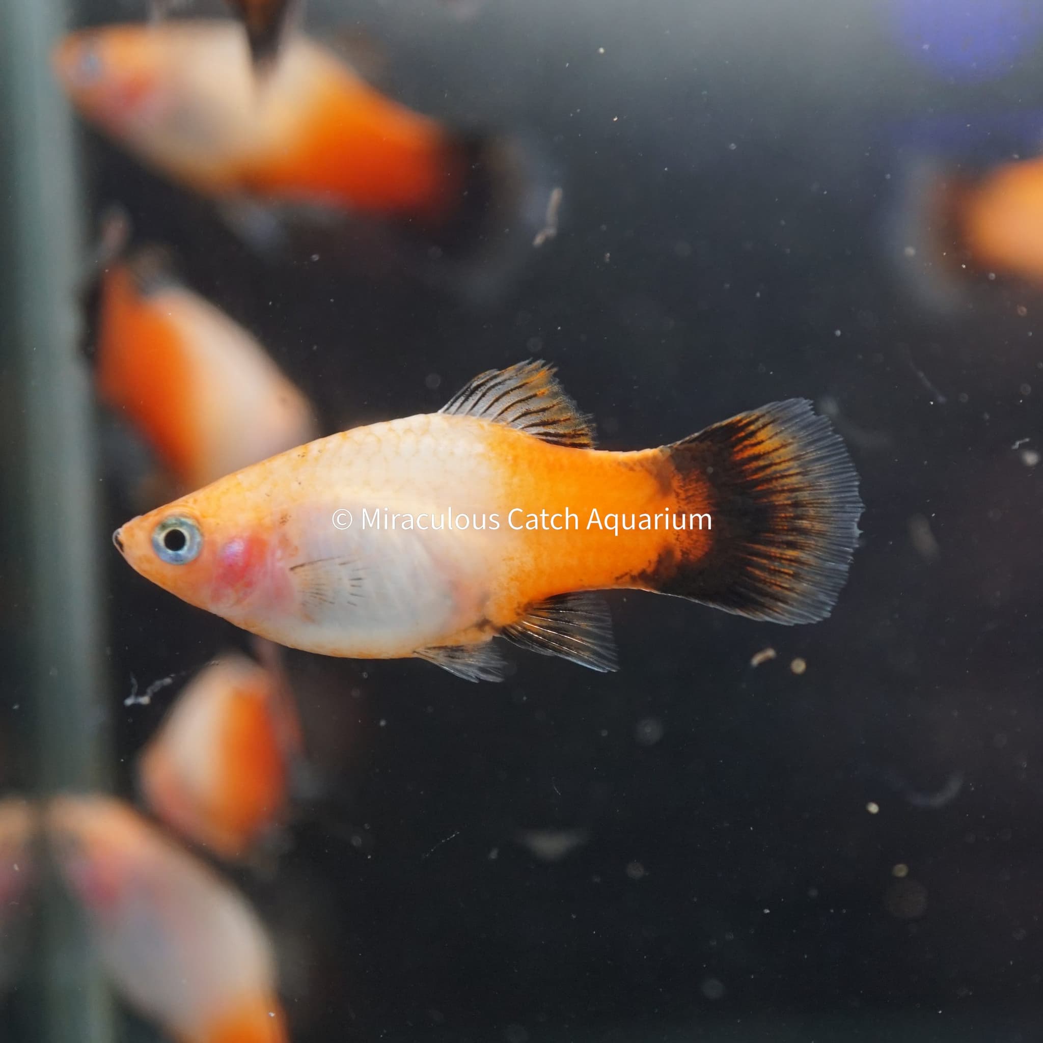 Tri Colour Platy
