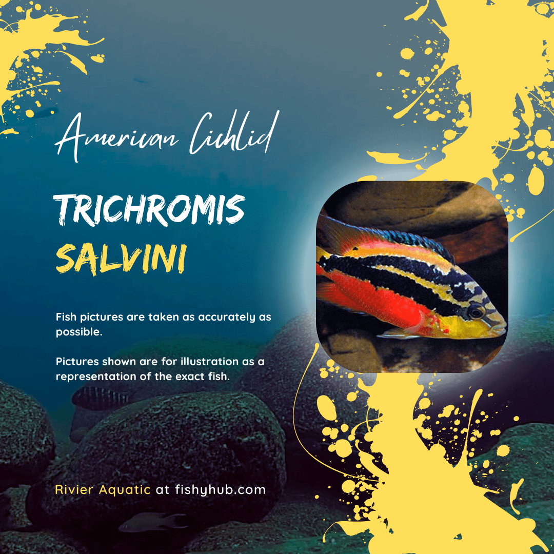 Salvin's Cichlid (Trichromis Salvini)