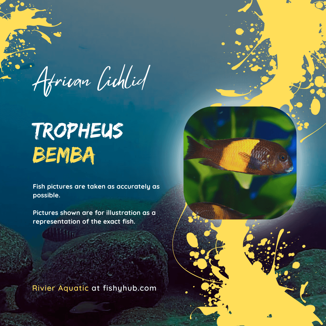 Tropheus Bemba Cichlid