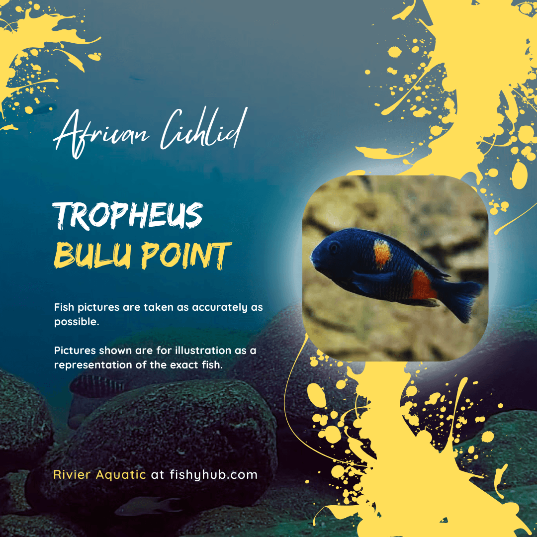 Cherry Spot Tropheus (Tropheus sp. Bulu Point)