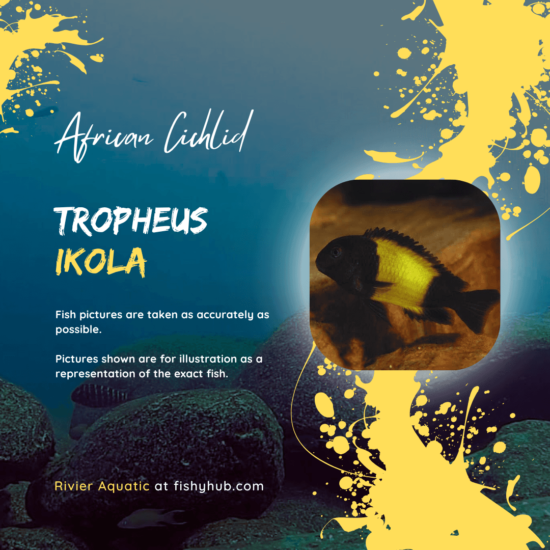 Tropheus Ikola Cichlid