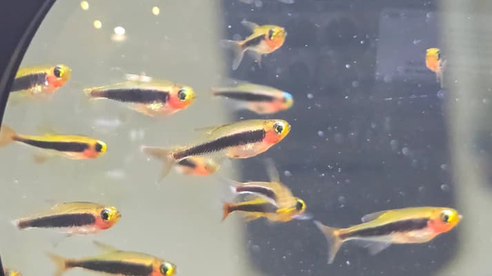Tukano tetra 1cm