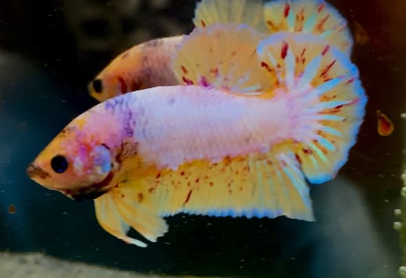 Vanda Fancy 1 pair vvip