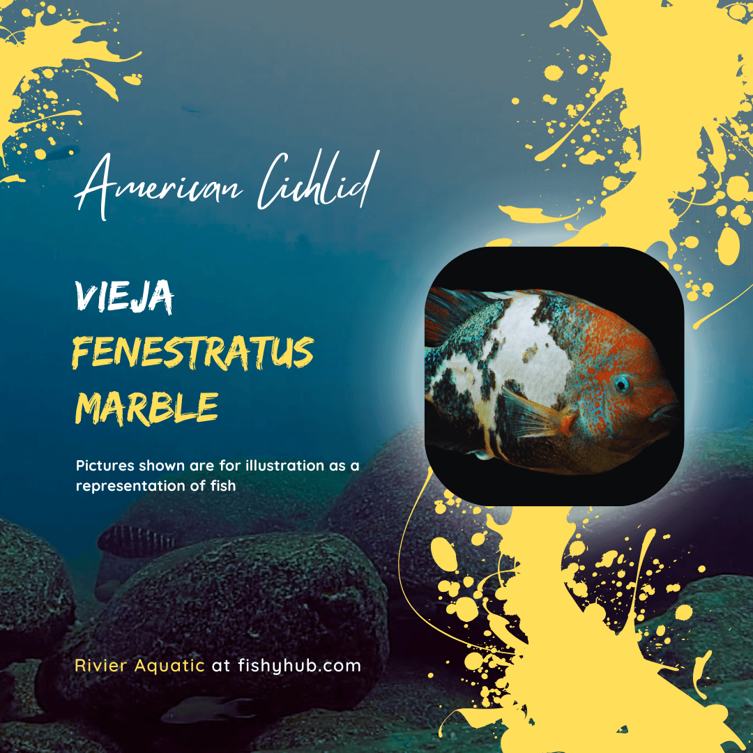 Marbled Fenestratus Vieja Cichlid