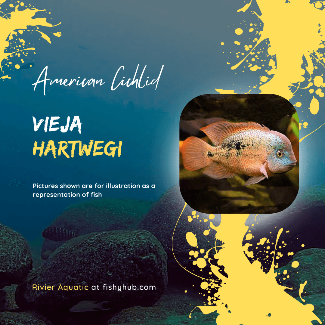 Tailbar Cichlid (Vieja Hartwegi)