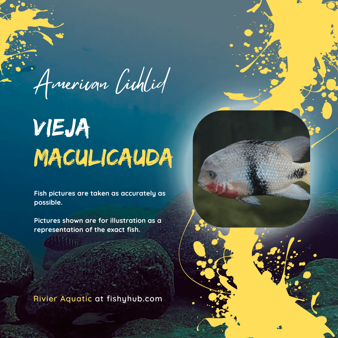Blackbelt Cichlid (Vieja Maculicauda)