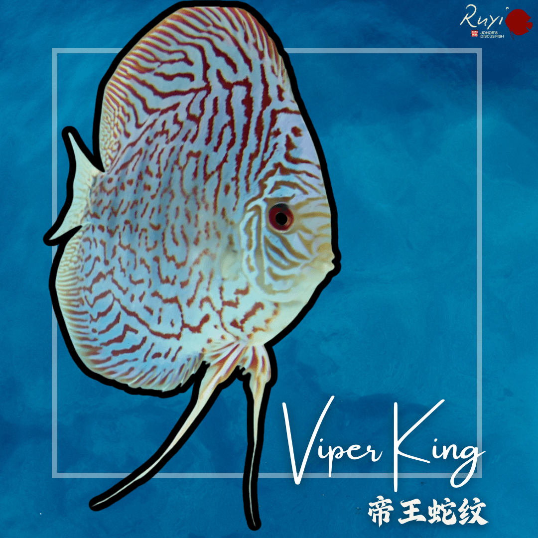 Viper King 帝王蛇纹 Discus