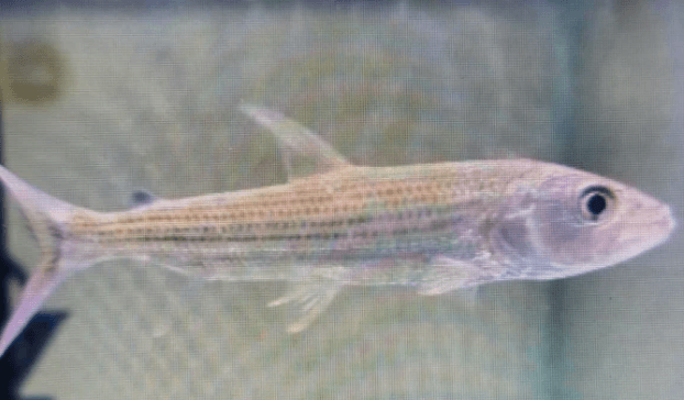 Vittatus tigerfish 8-10cm