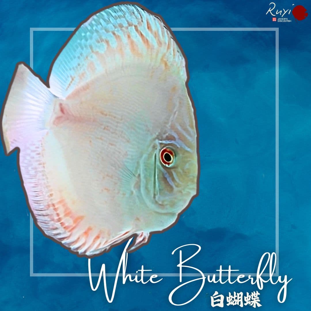 White Butterfly 白蝴蝶