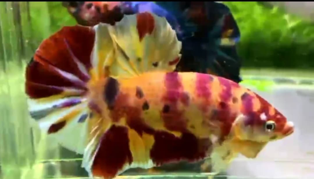 GIANT YELLOW BASE MULTICOLOUR