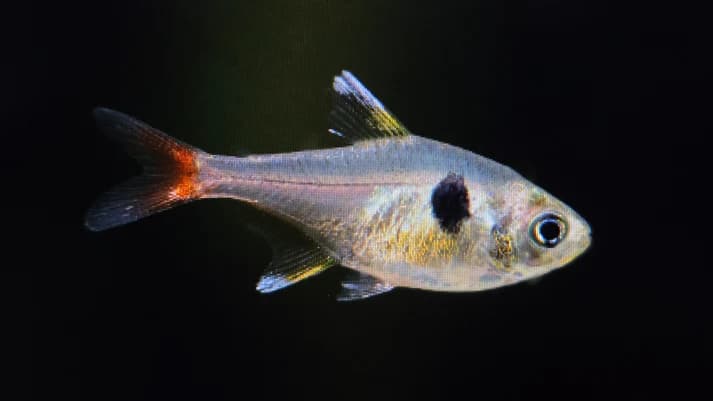 Yellow phantom tetra 2.5cm