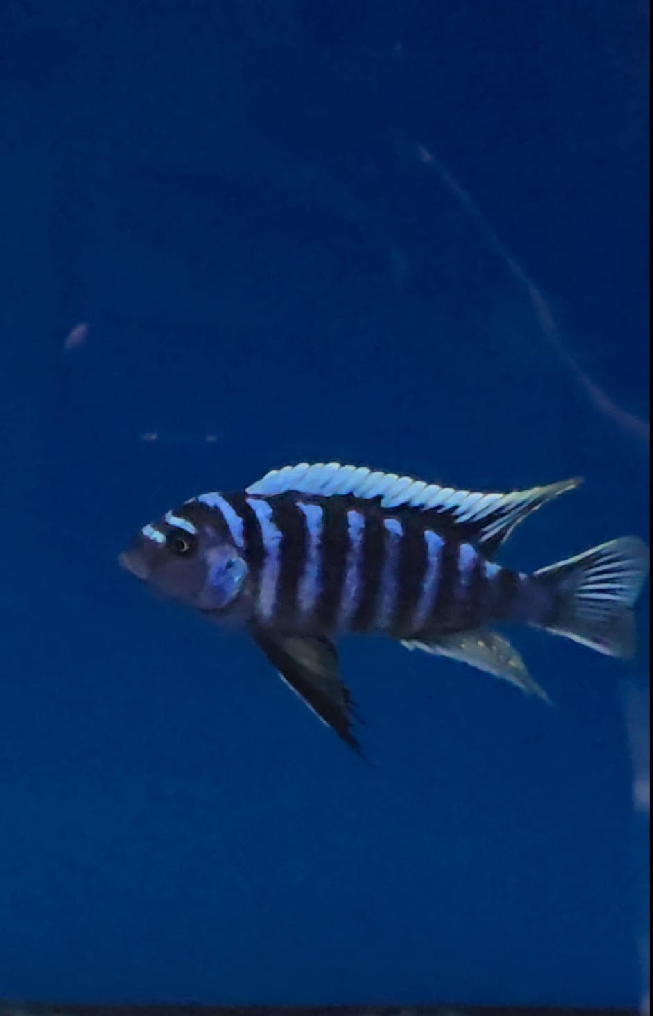 cynotilapia zebroides ndonga deep